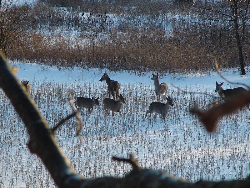 illinois 2006 snow,deer,lodge 040.jpg